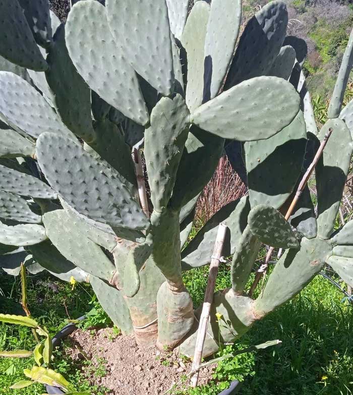 Pitayas y Chumberas la Ballestera Chumbera Morada