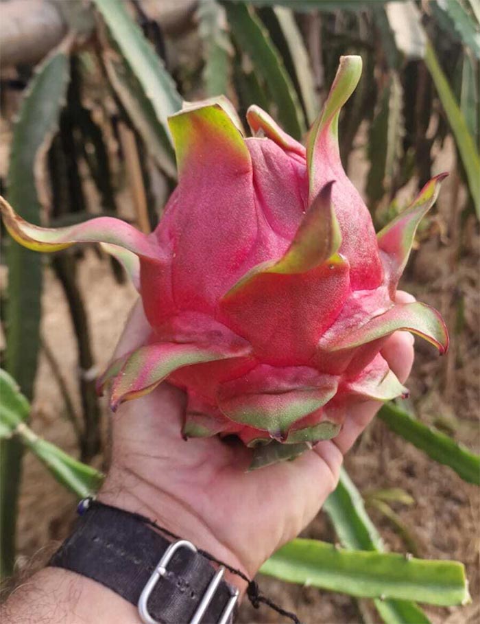 Pitayas y Chumberas la Ballestera fruta de pitaya