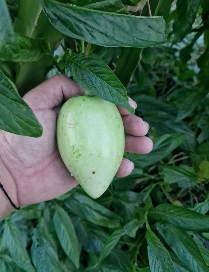 Pitayas y Chumberas la Ballestera pera-melón