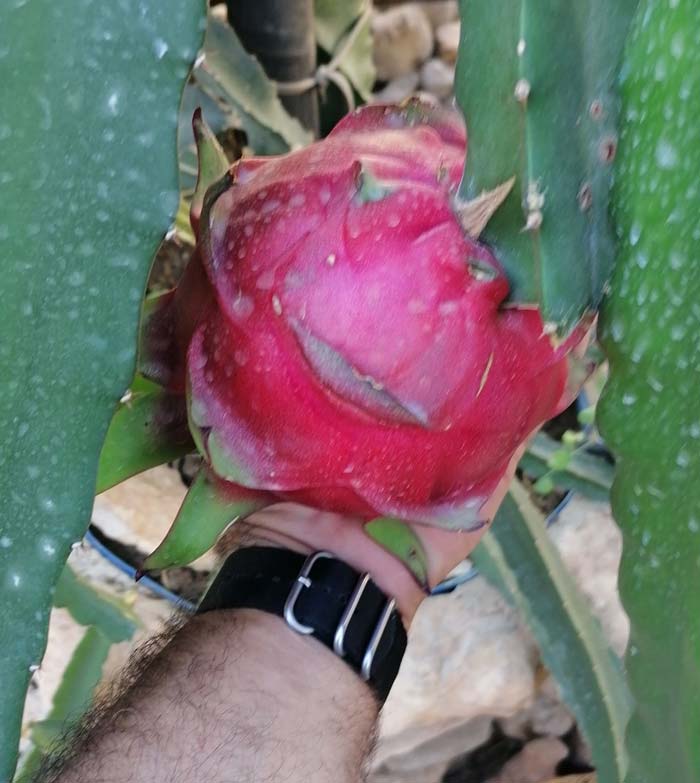 Pitayas y Chumberas la Ballestera pitaya pulpa roja